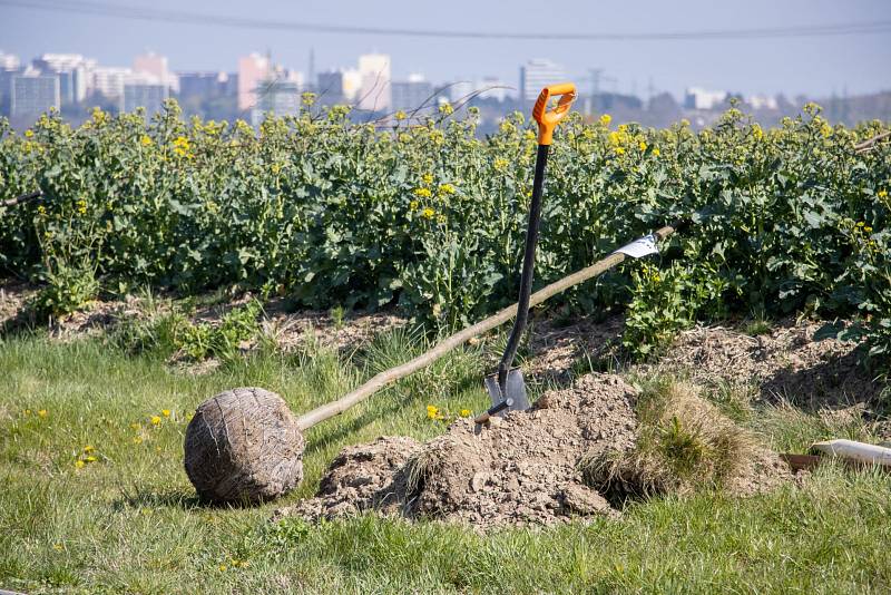 Alej se stovkou lip nově zkrášluje obec Vestec na Praze-západ. Dobrovolníci ji v sobotu 23. dubna vysadili na počest stého výročí loni zesnulého manžela britské královny prince Philipa.