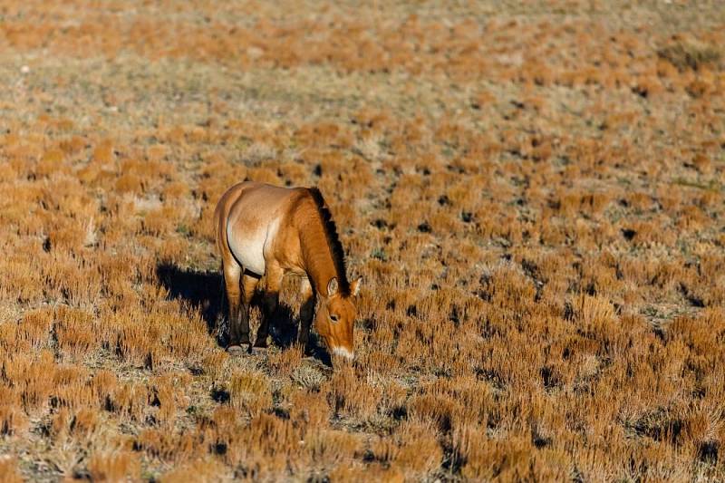 Současné Mongolsko: jurty, ale i moderní stavby dopravní zácpy. Ale také stále ještě jezdci na koních…