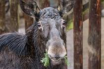 Zvířata v pražské zoo si pochutnávají na vánočních stromcích.