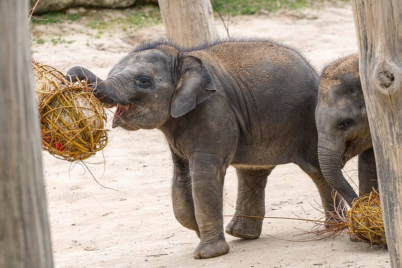 Oslava Maxových 5. narozenin a Velikonoce 2021 u slonů v pražské zoo.