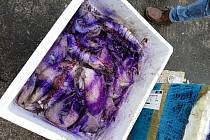 Znehodnocené produkty mořského rybolovu.