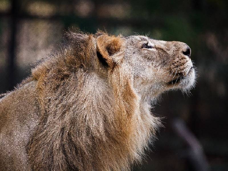 Zoo Sakkarbaug v indickém Gudžarátu a tamější lvi indičtí, kteří mají být letos v létě převezeni do pražské zoo. Na snímku: JAMVAN.