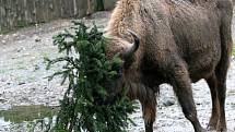 Zvířata z pražské zoo si pochutnávají na vánočním stromu