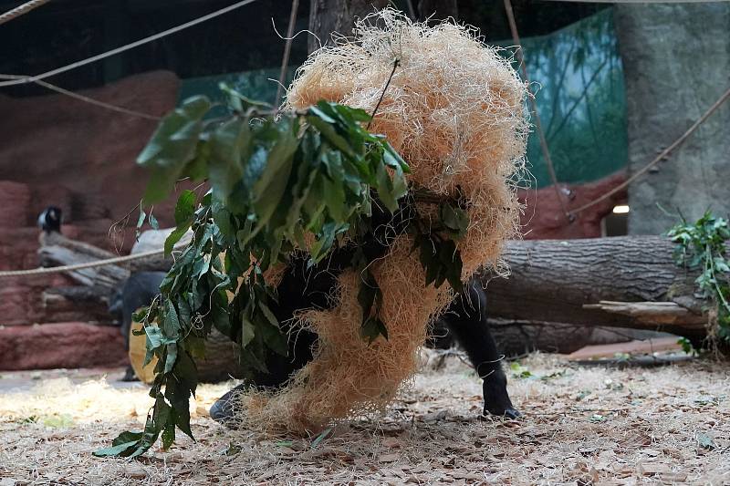 Zoo Praha slavnostně otevřela Rezervaci Dja, nový pavilon goril.