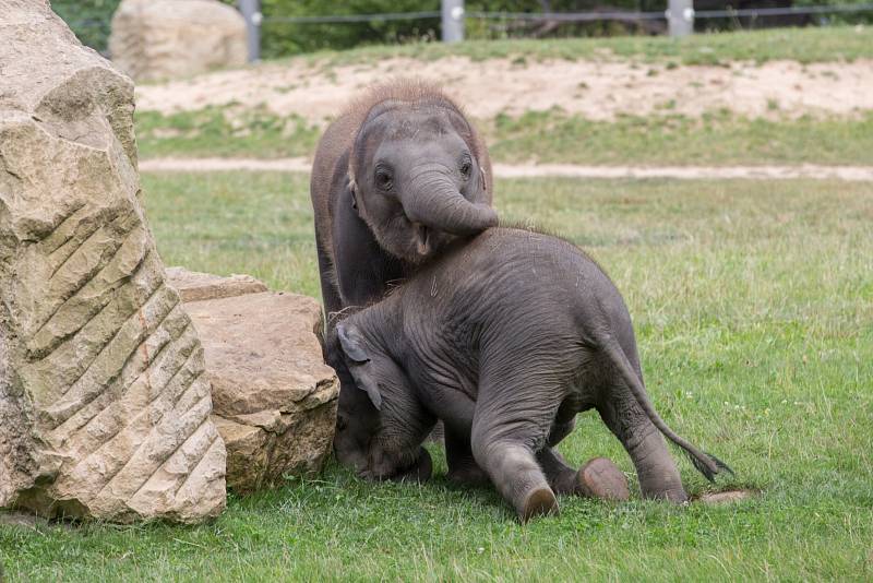 Slůňata Max a Rudi ze Zoo Praha jsou nerozlučitelná dvojice.