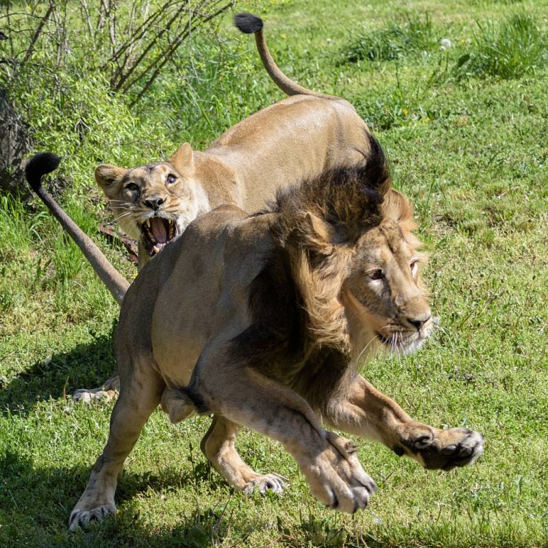 Samice lva indického Suchi při honičce se samcem Jamvanem v pražské zoologické zahradě.