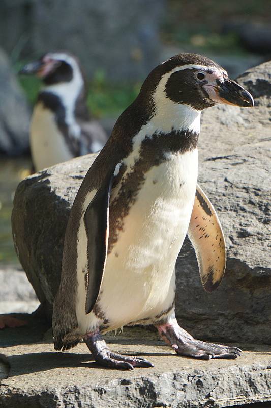 Z oslav 90. výročí založení Zoo Praha, 28. září 2021.