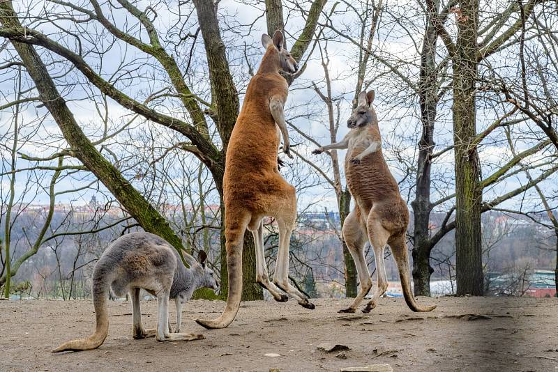 Zvířata v Zoo Praha během doby, kdy je areál zavřený kvůli koronaviru.