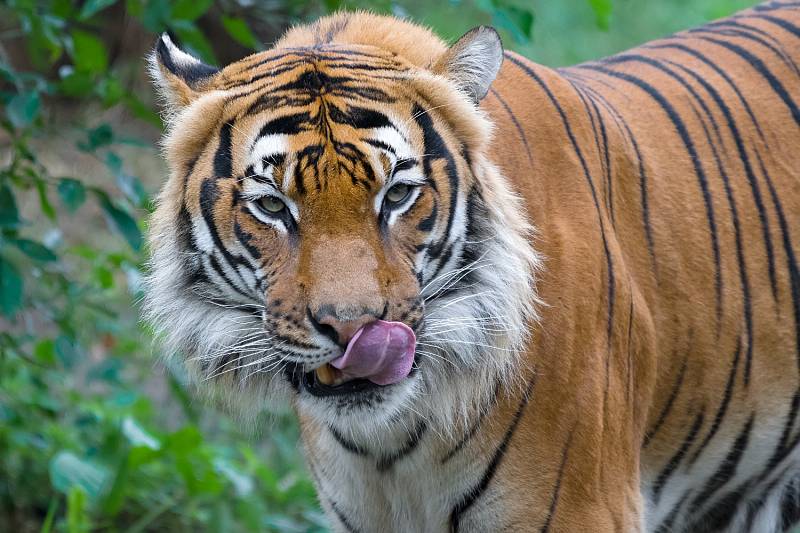 Tygři patří k ohroženým druhům kvůli devastaci jejich přirozeného prostředí, na to v sobotu bude upozorňovat Zoo Praha v rámci Mezinárodního dne tygrů.