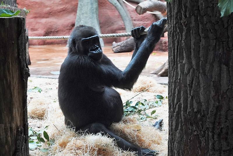Rezervace Dja – nový pavilon goril v Zoo Praha
