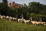 Ovce spásají zeleň na Praze.