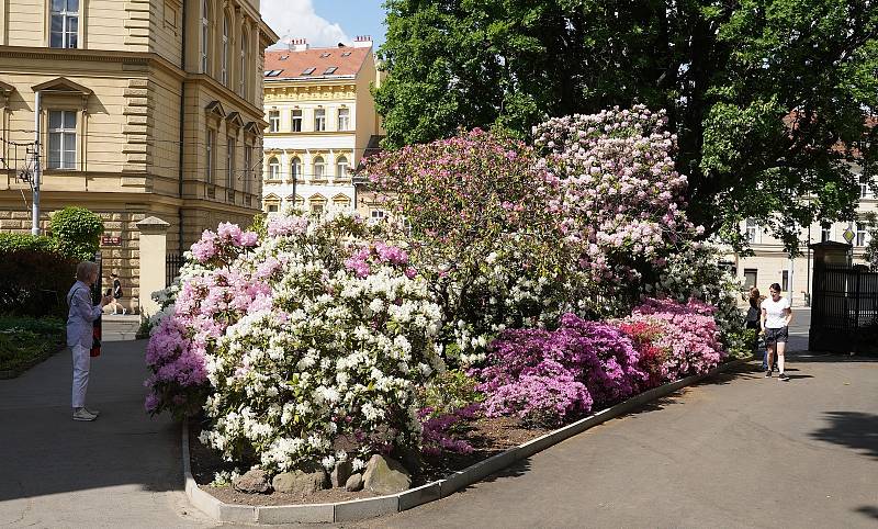 Den fascinace rostlinami v Botanické zahradě Přírodovědecké fakulty v Praze.