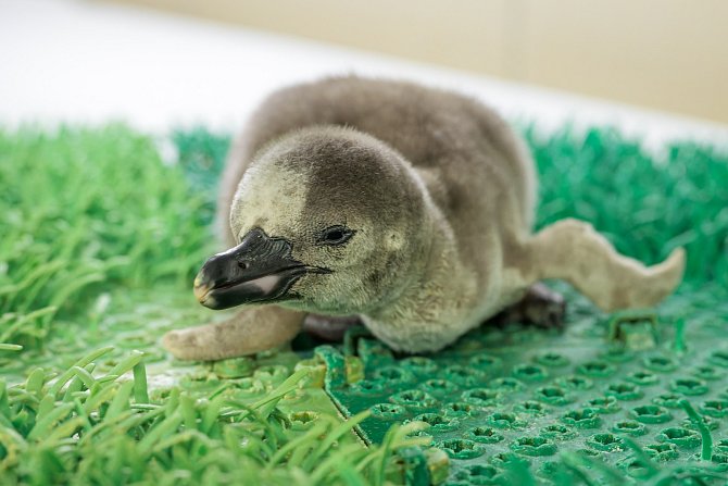 Malý tučňák Humboldtův se vylíhl v pátek 3. března a stal se 135. mládětem tohoto druhu v Zoo Praha