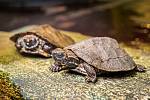 V Zoo Praha se v listopadu vylíhla už tři mláďata želvy záhadné. Dnes jsou velká zhruba 7 cm, v dospělosti dorostou až do 23 cm délky. Jde o první pražská mláďata tohoto tajuplného druhu od roku 2018.