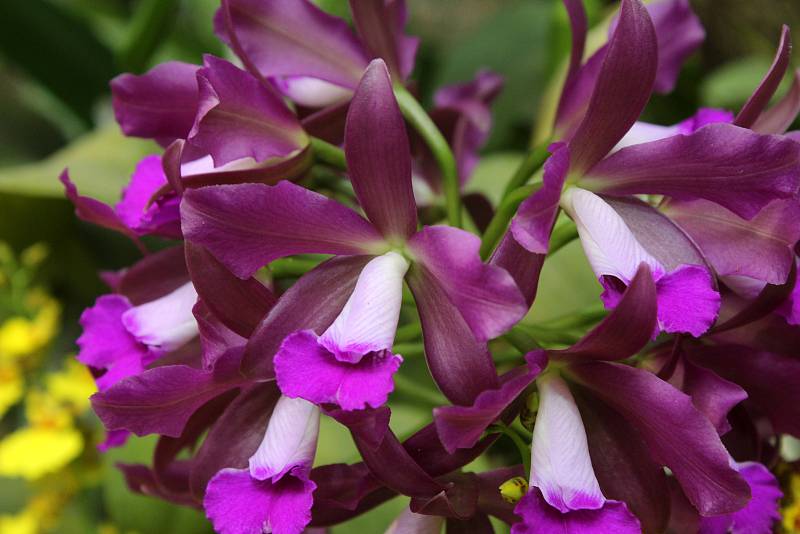 Skleník Fata Morgana  - instalace výstavy orchidejí.