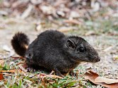 Tajemný, jedinečný a ohrožený laoš. Jeho české jméno je zkratkou slov „laoská myš“. 