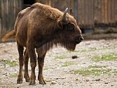 Chov zubrů v pražské zoo má dlouhou tradici. Současné stádo posílil nový mladý chovný býk.