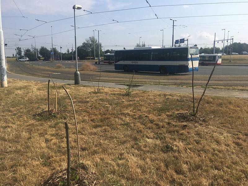 Sázení stromů jako jedna z forem tzv. guerilla gardeningu v Praze na Vypichu.