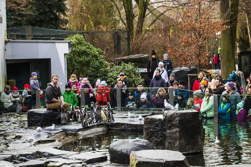 Štědrý den v pražské zoologické zahradě.