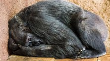 Testy prokázaly nemoc covid-19 u dalších dvou goril v pražské zoologické zahradě. Vzorek trusu pozitivní na koronavirus mají nově samice Bikira a Kamba (na snímku).