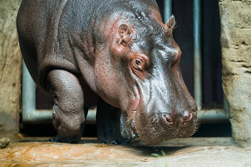 Pětiletý hroší samec Fanda najde nový domov ve francouzské zoologické zahradě La Palmyre.