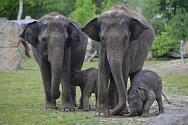 Slůňata z pražské zoologické zahrady, které se narodila jen pár týdnů po sobě, se společně se sloními matkami ukázala návštěvníkům ve venkovním výběhu.
