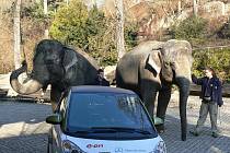  Nový přírůstek do zoo přišly uvítat její dvě největší dámy – slonice Gulab a Shanti. Gulab, která letos v červnu oslaví již dvaapadesáté narozeniny, je služebně nejstarší obyvatelkou zoo – v Praze strávila již 45 let.
