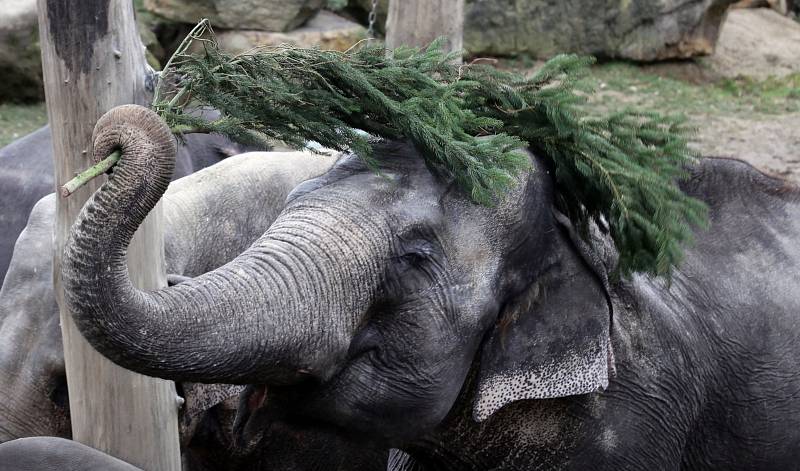 Krmení zubrů, velbloudů a slonů vánočními stromky včetně stromu ze Staroměstského náměstí v pražské zoo.