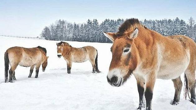Návrat divokých koní domů: Čekání na Godota - Pražský deník