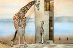 Žirafí samička narozená v pátek 25. ledna 2019 už skotačí se zbytkem stáda.