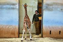 Žirafí sameček narozený 13. února v Zoo Praha se připojil ke stádu v Africkém domě.