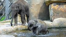 Mláďata slona indického Max a Rudi dovádějí ve venkovním bazénu.