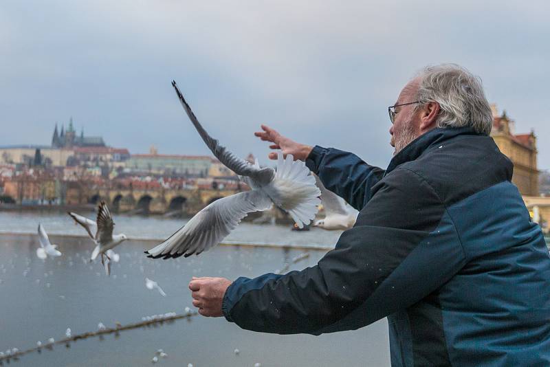 Kroužkování racků na Smetanově nábřeží v Praze. Na snímku ornitolog Miroslav Jelínek.