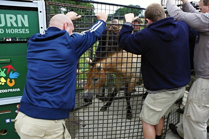 Čtyři klisny koně Převalského ze Zoo Praha budou v pondělí odpoledne transportovány z kbelského letiště do Mongolska