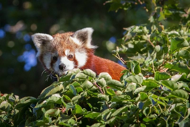 Návštěvníci zoologické zahrady v Praze mohou v expozici nedaleko hlavního vchodu spatřit novou samici pandy červené jménem Regica.