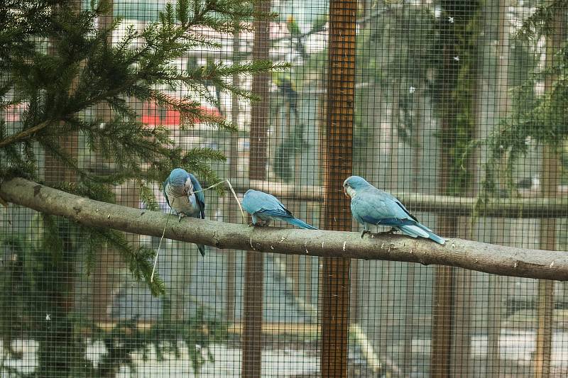 Výstava exotického ptactva v Botanické zahradě Univerzity Karlovy v Praze.