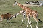 Žirafa Anna zvědavě prohlíží antilopu losí.
