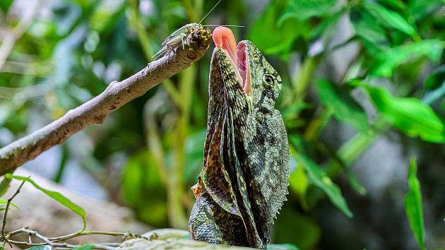 Agamy límcové jsou nově k vidění v Pavilonu šelem a plazů v Zoo Praha