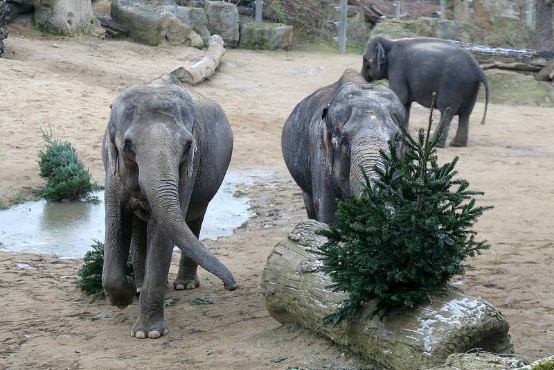 Krmení slonů v pražské zoologické zahradě nevyužitými vánočními stromky.