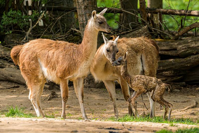Jarní zoo je plná mláďat: Čerstvě narozenou lamu guanako si ihned přišly prohlédnout zvědavé členky stáda.