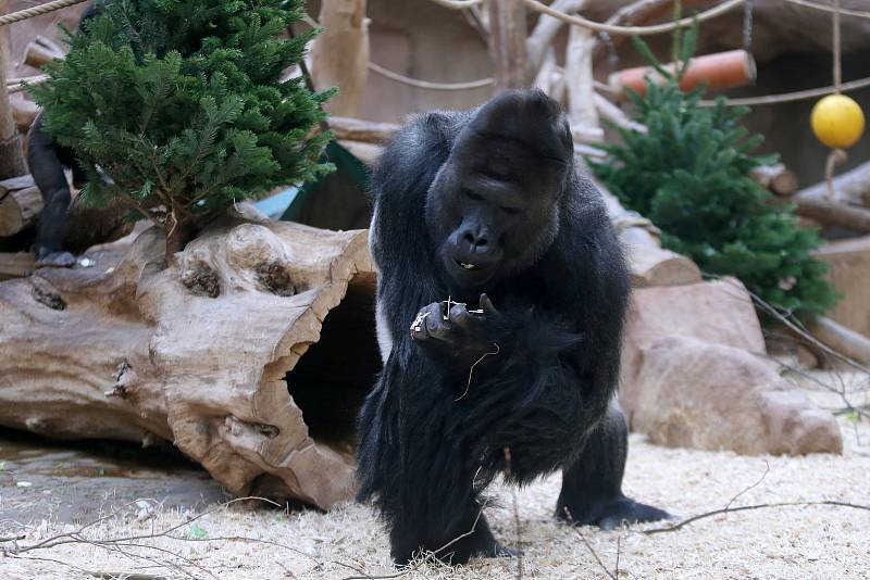 Krmení goril v pražské zoologické zahradě nevyužitými vánočními stromky.