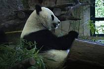 Panda velká při požírání bambusových výhonků.