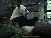 Panda velká při požírání bambusových výhonků.