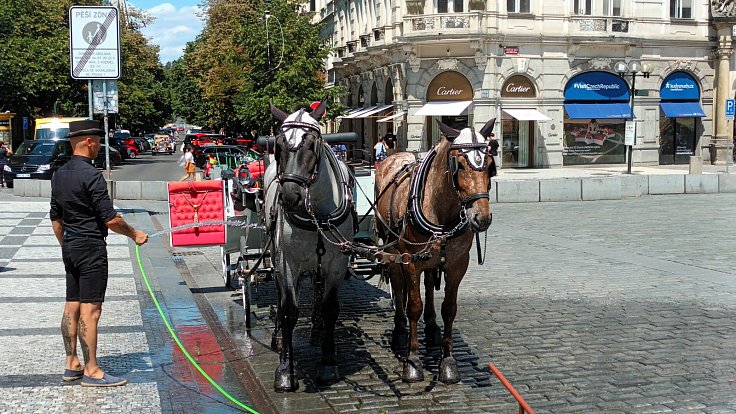 Osvěžování koní na Staroměstském náměstí.