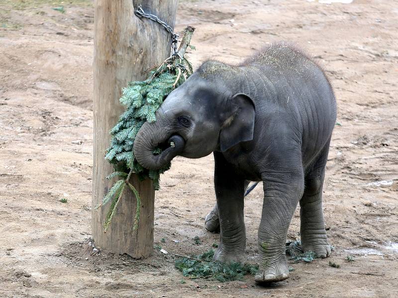 Krmení slonů v pražské zoologické zahradě nevyužitými vánočními stromky.