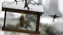 V mrazivých zimních dnech trpí především drobné ptactvo, které by bez přikrmování nepřežilo. Krmítko umístěné na jednom ze stromů pod Strahovským klášterem hojně navštěvují převážně drobné sýkorky.