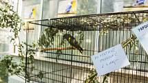 Výstava exotického ptactva v Botanické zahradě Univerzity Karlovy v Praze.