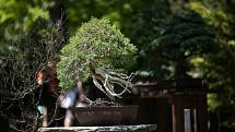 Výstava bonsají v trojské botanické zahradě.
