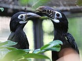 U mláďat zoborožců rýhozobých (vlevo) se rozpozná pohlaví ihned po vylétnutí z dutiny, protože jsou vybarveni stejně jako rodiče, jen v matnějších tónech. Typické rýhování zobáku získávají postupně během let.