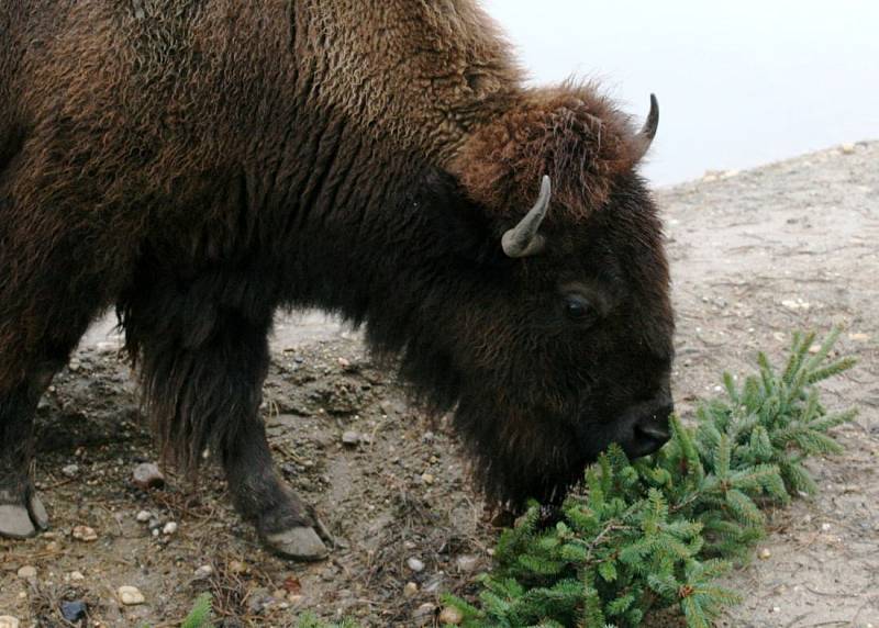 Zvířata z pražské zoo si pochutnávají na vánočním stromu